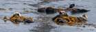 USA-California Sea Otters (Enhydra lutris) Art Print